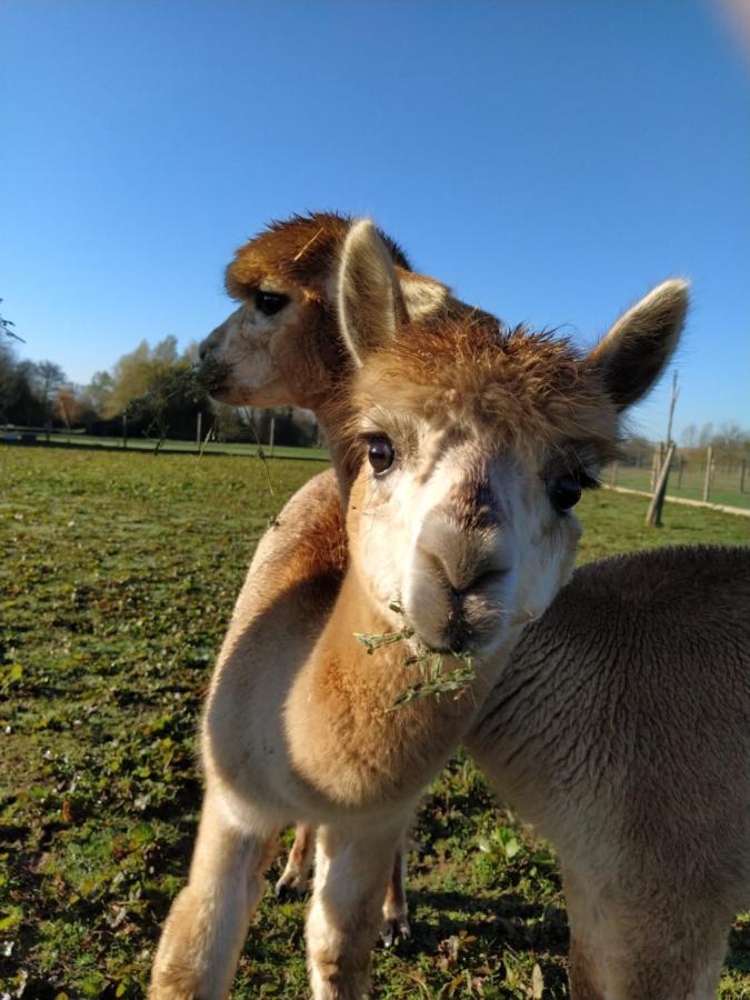 Fongrave Domaine Ramonjavel, Glamping & Alpaca'S B&B 외부 사진